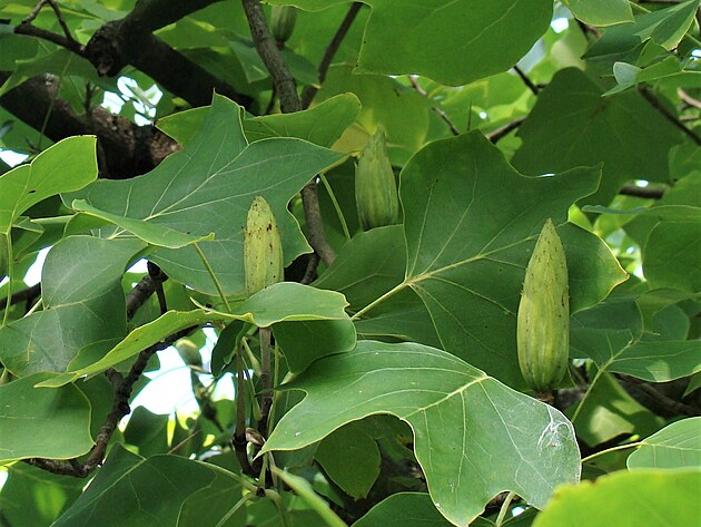 Plody liliovn�ku opadaj� na podzim.