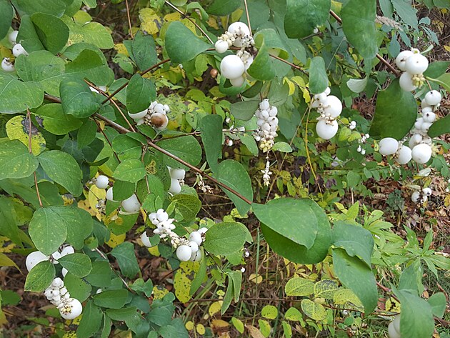 Pameln�k s b�l�mi plody je velmi b�n�.