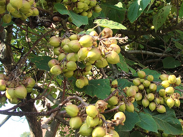 Dostal jsem se k p�smenu z. Tento obr�zek jsem neza�adil na m�sto, proto�e nev�m, co to bylo za stron. Byl v�ak obsyp�n plody.