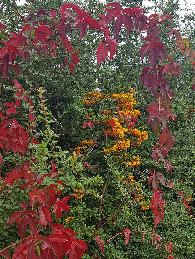 V�no se zav�s� i na malou v�tvi�ku