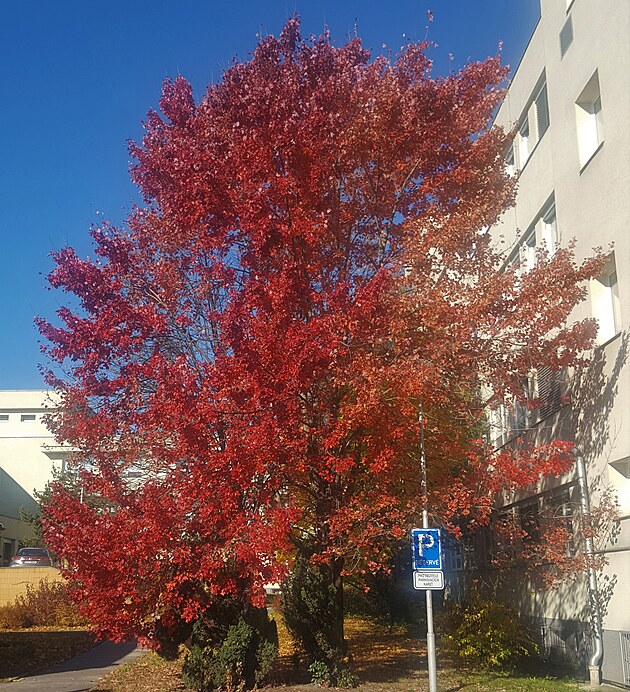 M vak zakrsl kmnek. Na podzim je erven a hndo-erven, stejn jako mnoho jinch cizikrajnch javor,