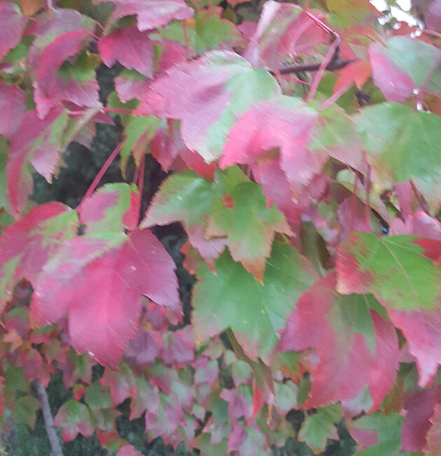 Listy se zanaj barvit.