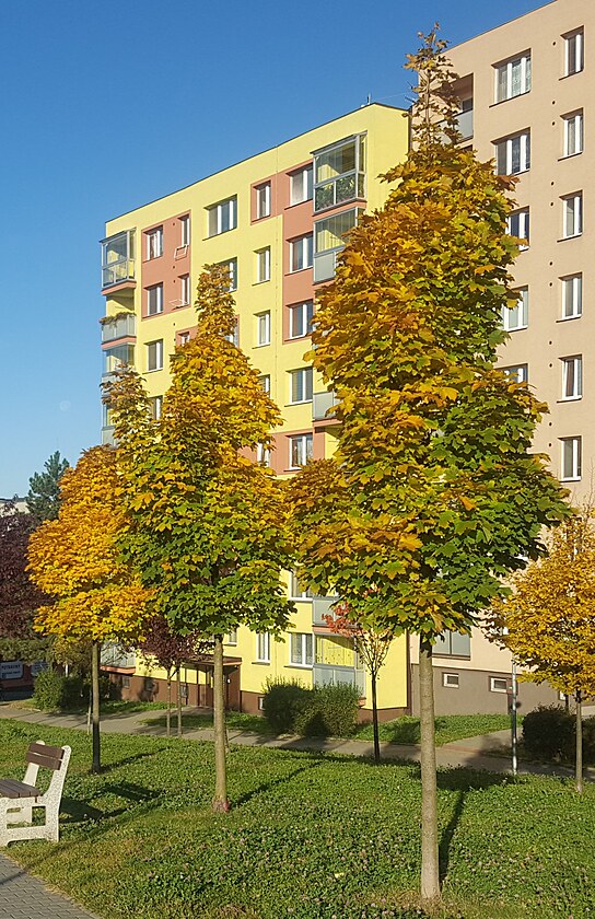 Alej mlad�ch javor� se taky za��n� barvit.