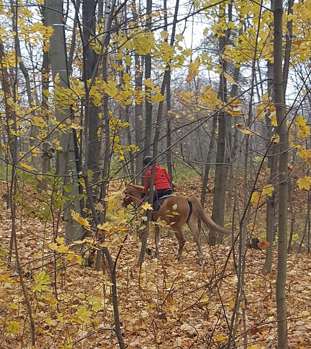 Mezi stromy jsem zahldl jezdkyni na koni. To nen nic zvltnho.