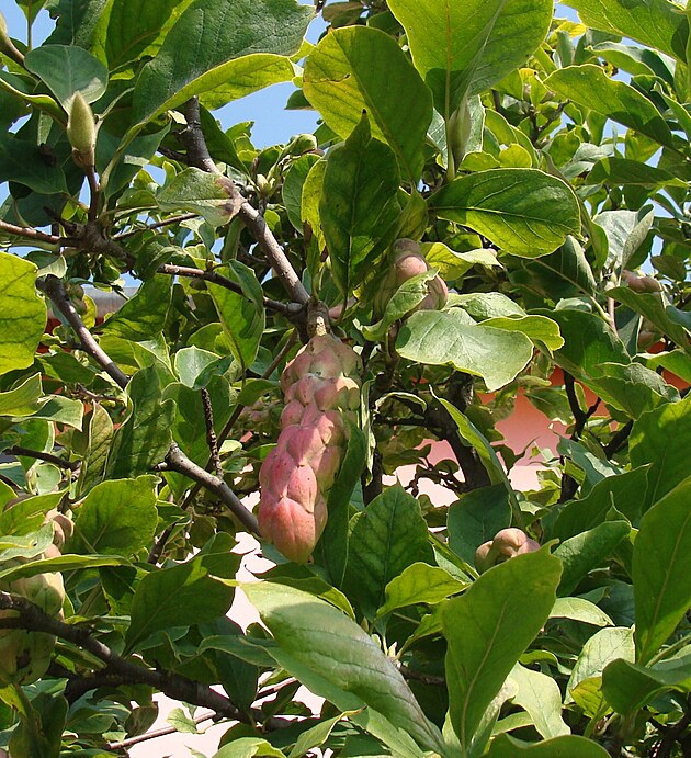 V poslednch letech maj plody i nkter magnolie.