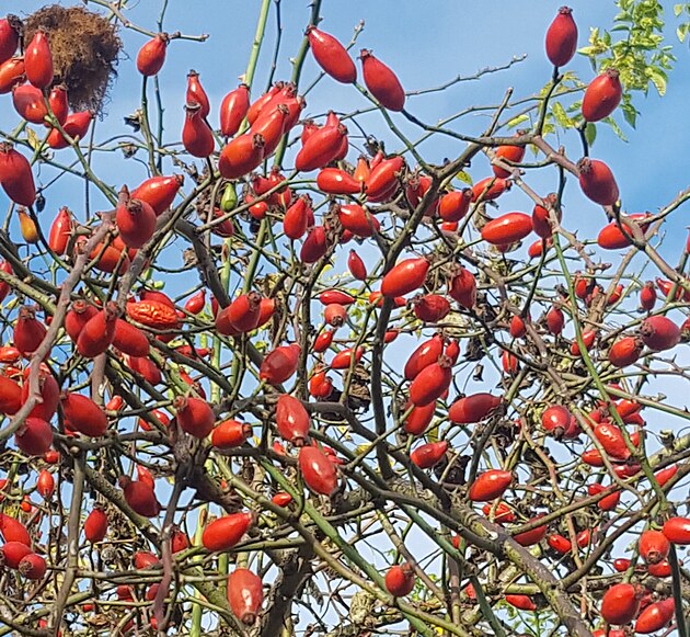 Tento ��pek na mezi nikdo ne�lectil a m� nejv�t�� �rodu.