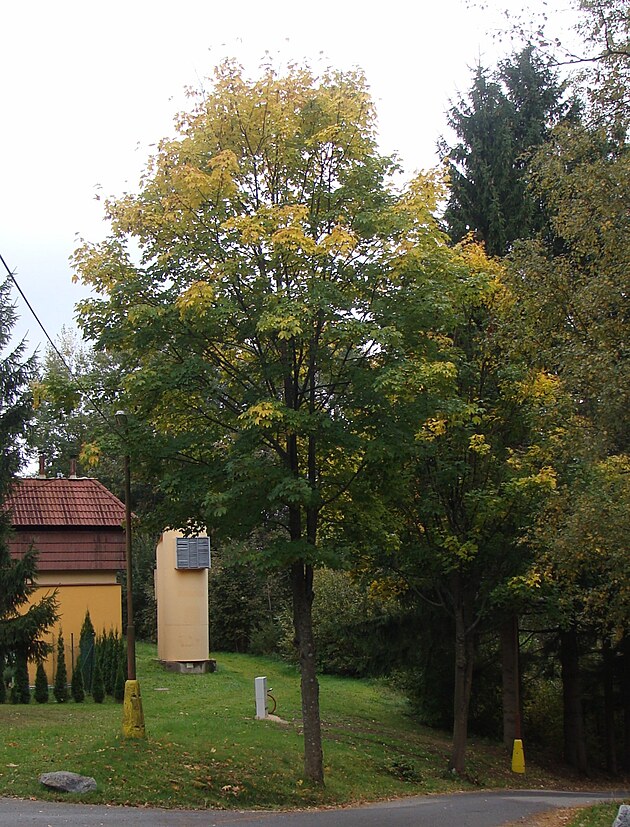 Ulice kon��, za��n� les.