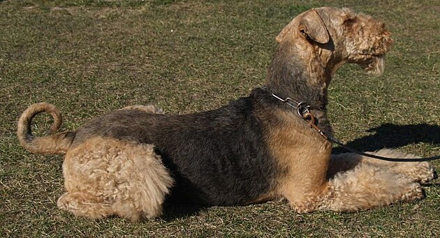 Airedale terir osthan