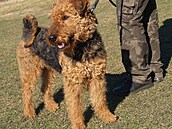 Airedale neosthan