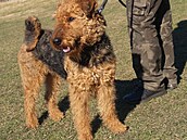 Airedale neost��han�