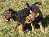 Eiredale �t�nata je�t� jednou