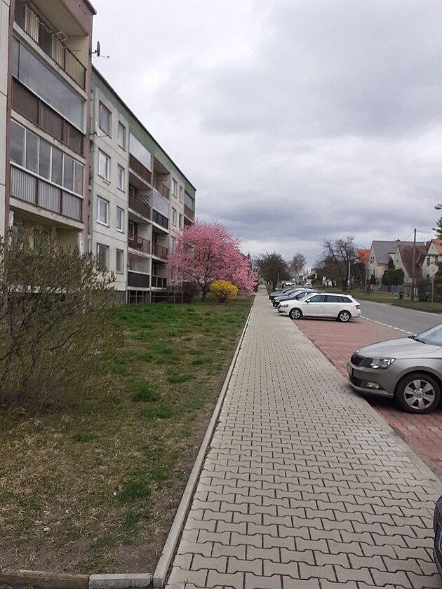 r��ovo a �luto u panel�ku