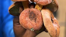 Jeden z druh zambijskch hub.