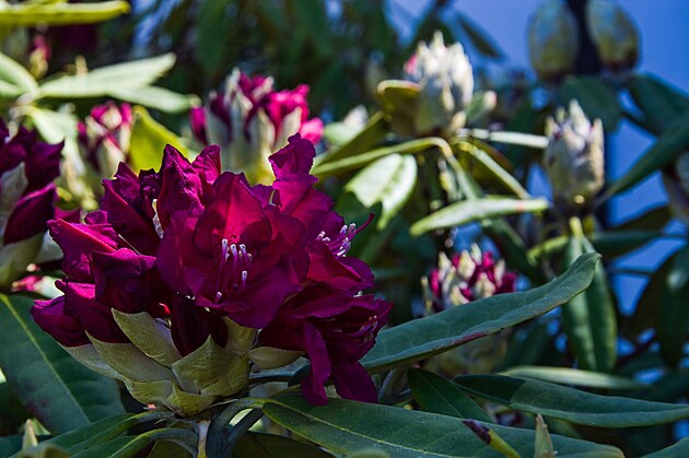 Teba jako rododendron.