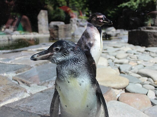 Tučňák humboldtův.