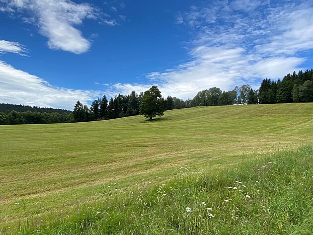 Tady na těch krásných voňavých lukách bych chtěl být v příštím životě srnec, anebo jelen - nikdy však nestřelen...
