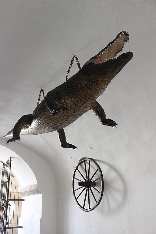V prchodu Star radnice je zaven brnnsk drak alias krokodl.