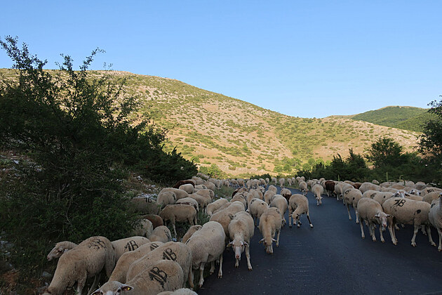 Spousta ovc v Nrodnm parku Mavrovo