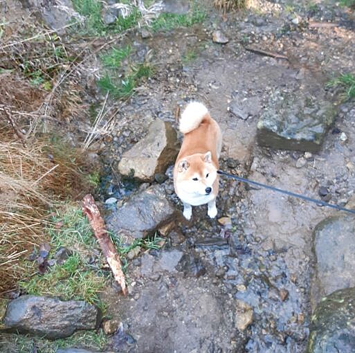 N pejsek Hachiko na potku nejdel esk eky.