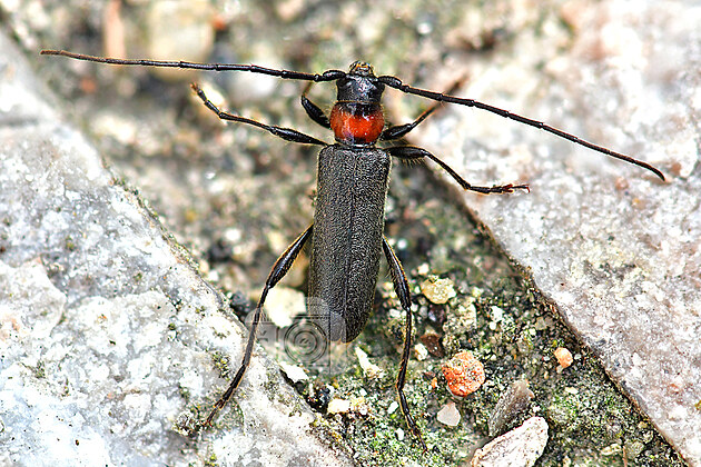 Tesak - Pronocera angusta