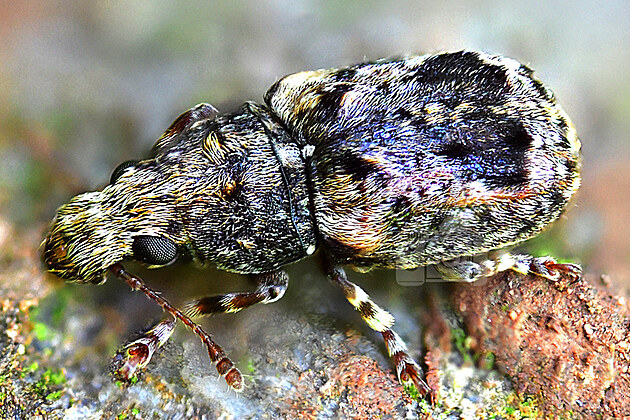 Vtevnek - Pseudeuparius sepicola