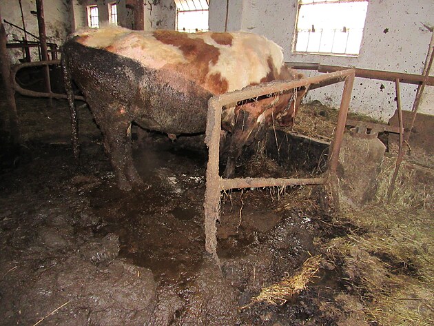 Bk nemohl zvednout hlavu a kolem ml z trusu postavenou vanu plnou movky, kter lept pokoku.