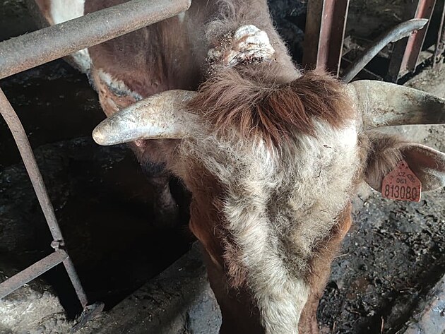 Skot m�l �pinav� �leby bez krmen�, majitel jim tam ob�as nalil hadic� vodu, proto�e napaje�ky nebyly funk�n�.