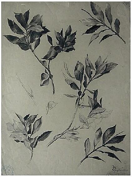 Anna Suchardov�-Boudov�, Studie v�t�vek list� vav��nu, 1889�1890. Archiv OUS PNP, inv. �. IK 6776