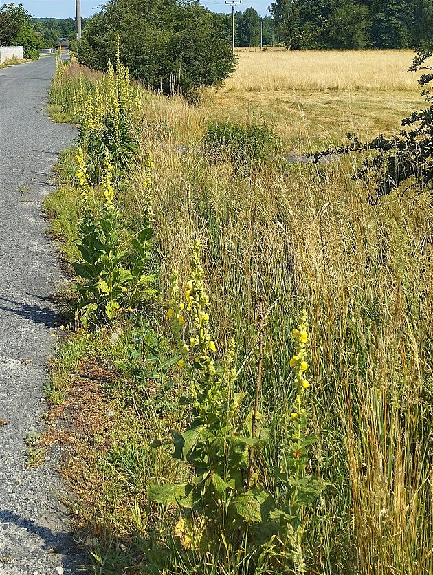 Rozkv�taj�c� divizny pod�l cesty