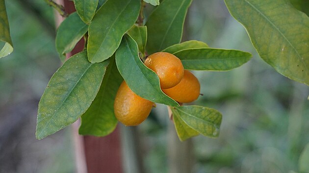 kumquat