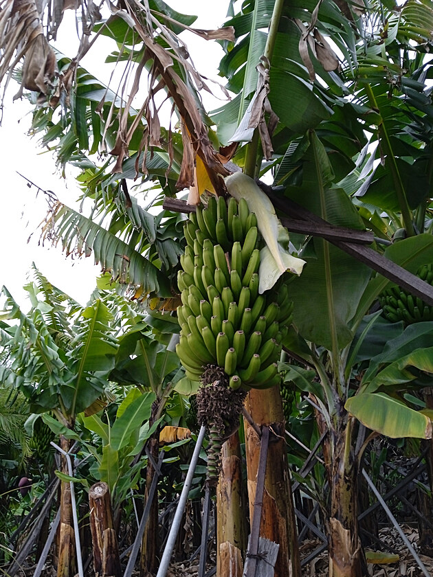 bananovnk