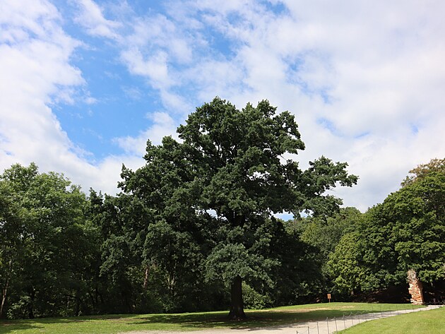 Pamtn strom u hradu Boskovice