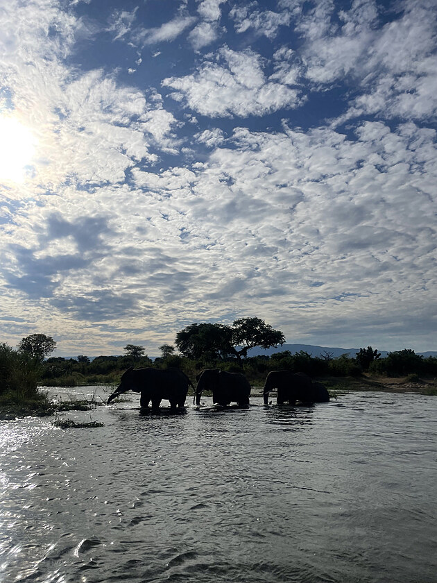 Sloni na Lower Zambezi