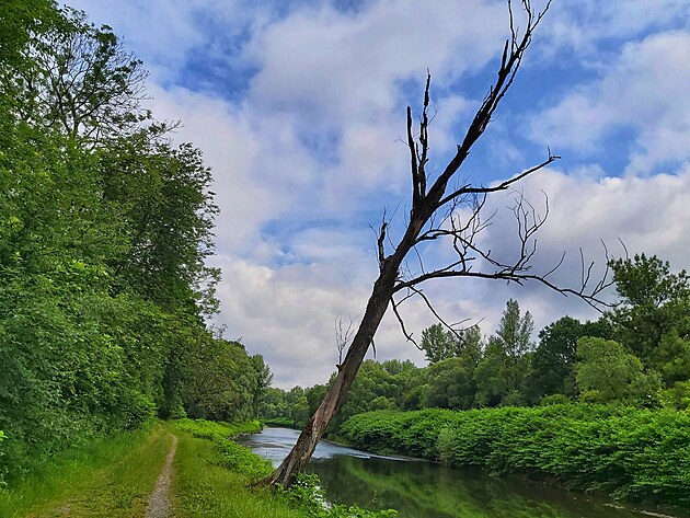 Zbytky lu�n�ho lesa