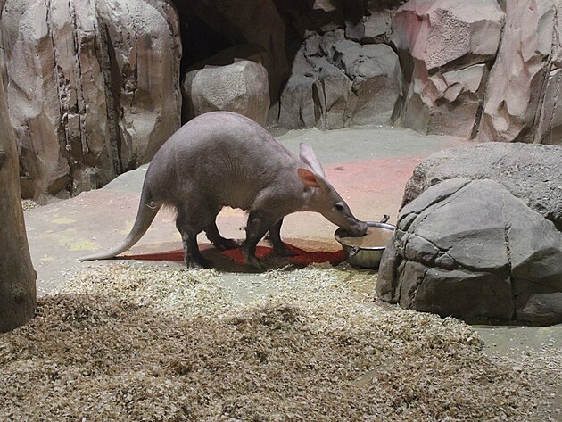 Hrab�� kapsk�.