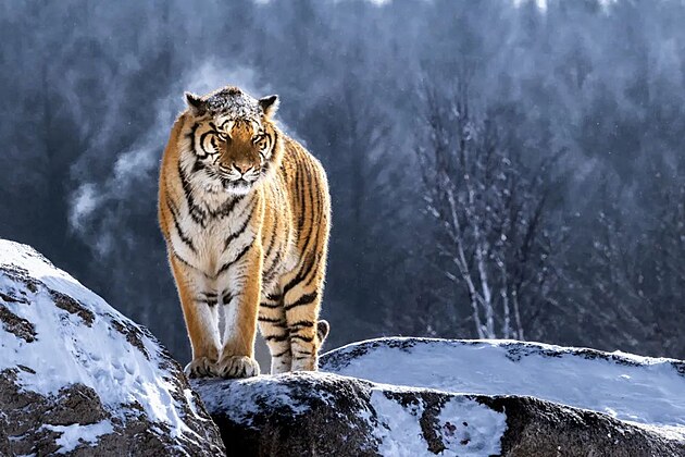 Sibisk tygr v Nrodnm parku sibiskch tygr a snnch levhart