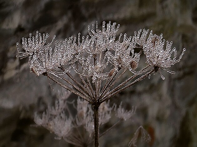 Zahradn� z�znam z ledovatky