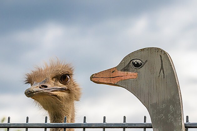 Bloggerka Terka. Zdroj: https://pixabay.com/photos/ostrich-animal-bird-nature-heaven-4243189/