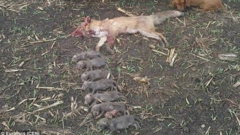 Fotka mrtvé lišky i s mláďátky obletěla internet. Tento úlovek má na svědomí...