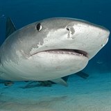 Žralok tygří je jedním z druhů žraloků, kteří jsou člověku nebezpeční....