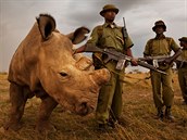 Súdána jako posledního bílého nosoroce muského pohlaví steí ochranka 24/7.