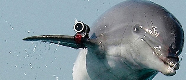Podle Hamasu ml delfín na sob pionání kameru.