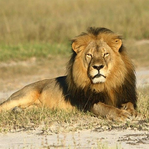 Majesttn symbol Zimbabwe, lev Cecil