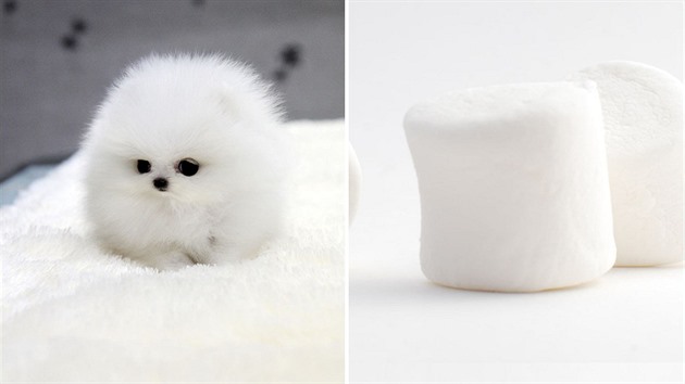Marshmallow nebo pes?