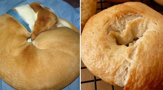 Chléb nebo pes?