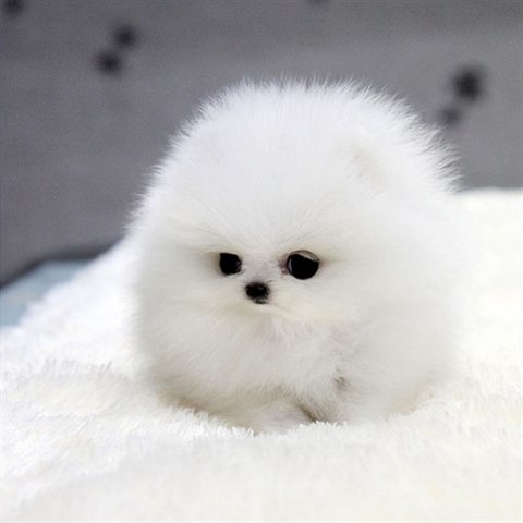 Marshmallow nebo pes?