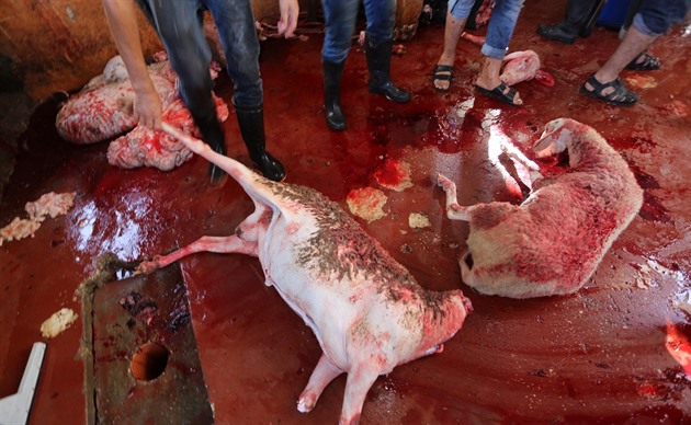 Palestinci obtuj krvy a ovce pi prvnm dni svtku obti.