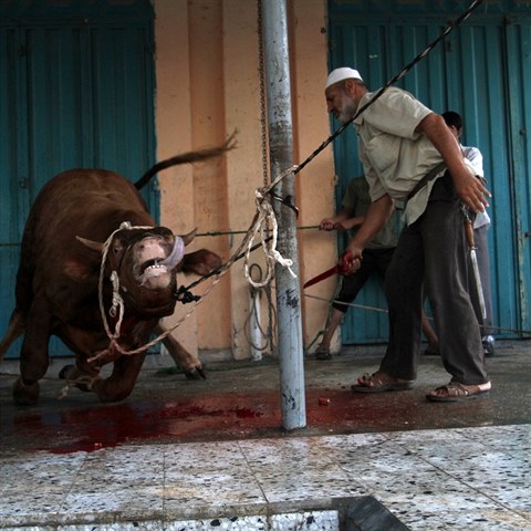 Palestinci obtuj krvy a ovce pi prvnm dni svtku obti.