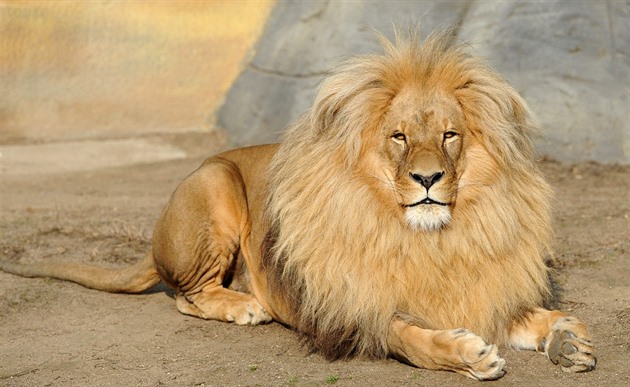 eský lev Leon se me stát stejn tak slavným, jakým byl lev Cecil.