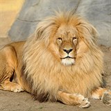 esk lev Leon se me stt stejn tak slavnm, jakm byl lev Cecil.